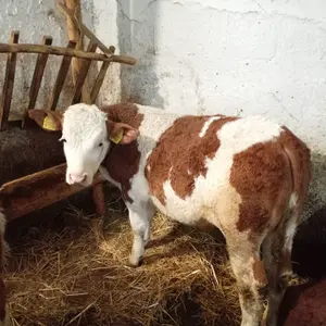 Muška telad - thumbnail 1