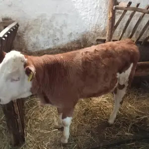 Muška telad - thumbnail 2