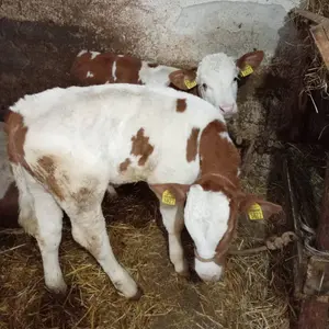 Muška telad - thumbnail 3