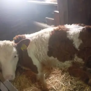 Muska telad - thumbnail 1