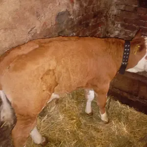 Muska telad - thumbnail 2