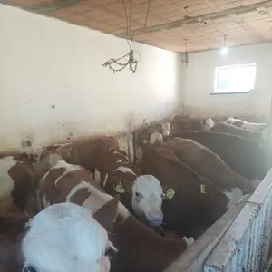 Muška telad - thumbnail 1