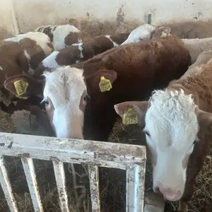 Muška telad - thumbnail 2