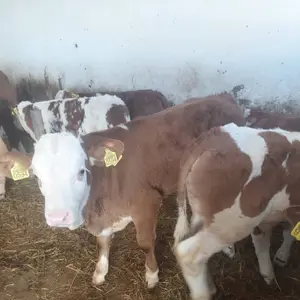 Muška telad - thumbnail 3