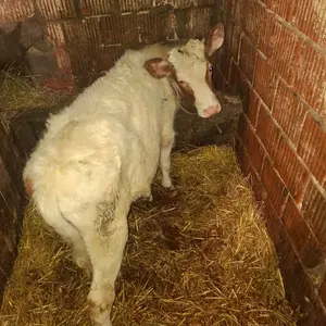 Muško tele - thumbnail 1