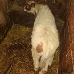 Muško tele - thumbnail 2