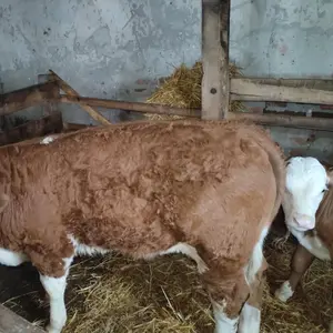 Muško tele - thumbnail 1