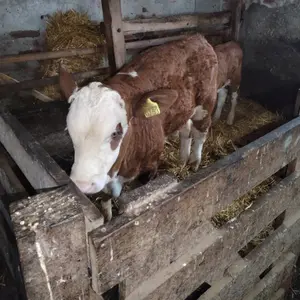 Muško tele - thumbnail 2