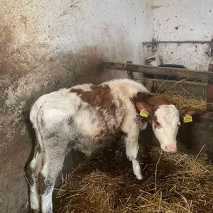 Muško tele - thumbnail 1