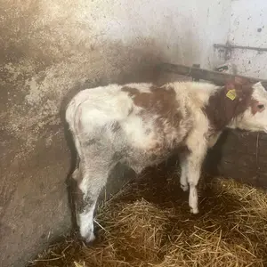 Muško tele - thumbnail 2