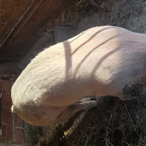 Nazimica - thumbnail 1