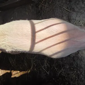 Nazimica - thumbnail 2