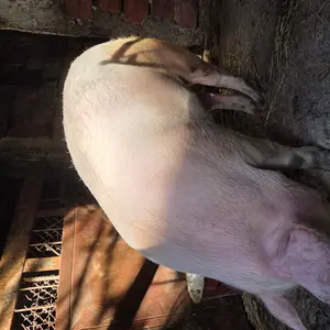 Nazimica - thumbnail 3