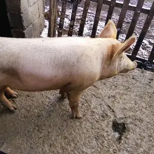 Nerast - thumbnail 1