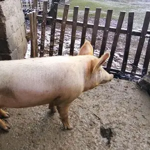 Nerast - thumbnail 2