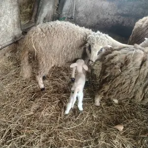 Ovan i jaganjci - thumbnail 1