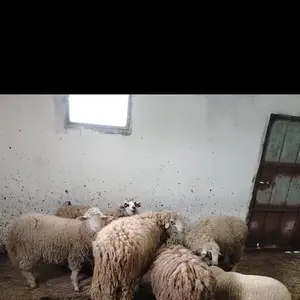 Ovan i jaganjci - thumbnail 2