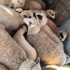 ovce i koze - thumbnail 1