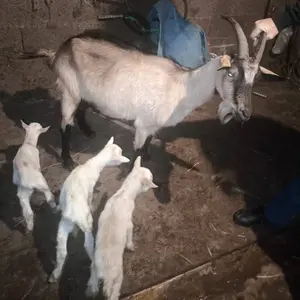 ovce i koze - thumbnail 2