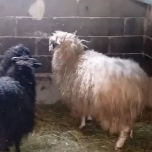 ovce i koze  - thumbnail 1