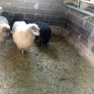 ovce i koze  - thumbnail 2