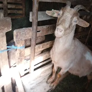 ovce i koze  - thumbnail 3