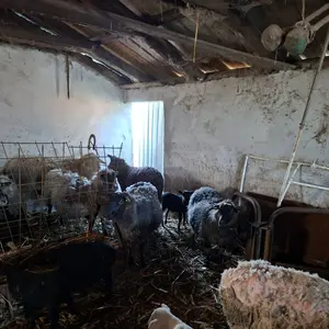 Ovce, ovan, jagnjad - thumbnail 1