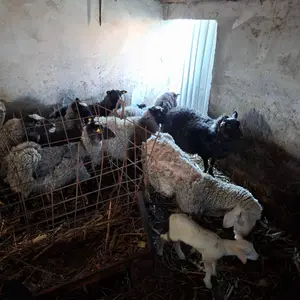 Ovce, ovan, jagnjad - thumbnail 3