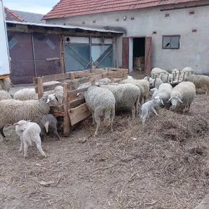 ovnovi i jagnjad - thumbnail 1