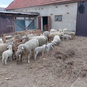 ovnovi i jagnjad - thumbnail 2