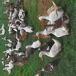 Pačija jaja - thumbnail 1