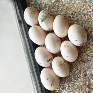 Pačija jaja - thumbnail 2