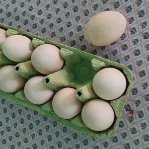 Pačija jaja - thumbnail 3