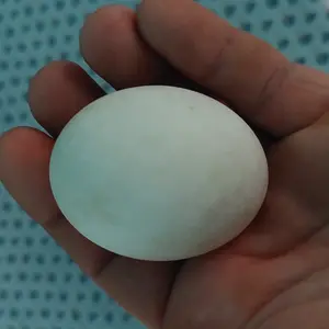 Pačija jaja - thumbnail 4