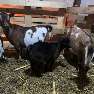 Patuljaste koze - thumbnail 1