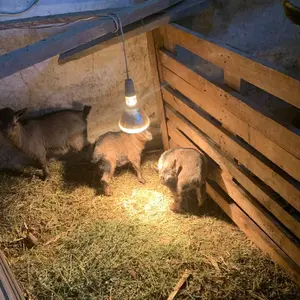 Patuljaste koze - thumbnail 2