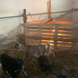 Patuljaste koze - thumbnail 3