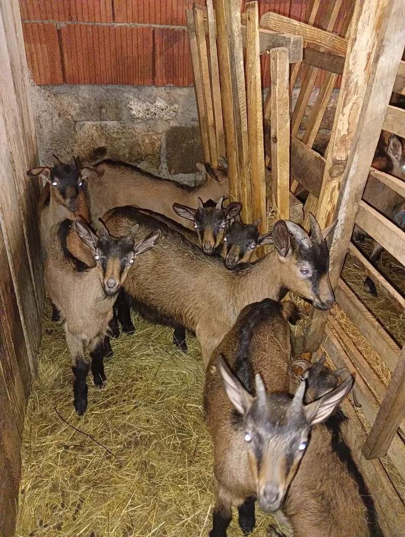 Pet koza sedam jarića