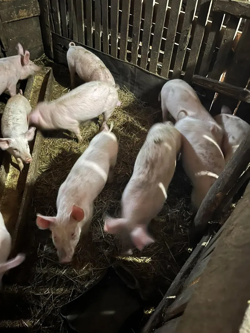 Pet prasića na prodaju