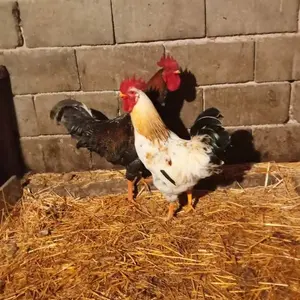 Petlovi - thumbnail 1