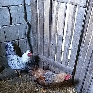 Petlovi - thumbnail 2