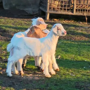 Polu burska jarad - thumbnail 1