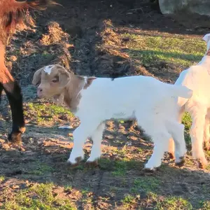 Polu burska jarad - thumbnail 2