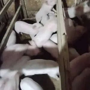 Prasad 20 kom - thumbnail 1