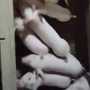 Prasad 20 kom - thumbnail 2