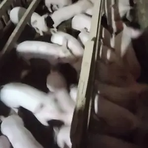 Prasad 20 kom - thumbnail 3