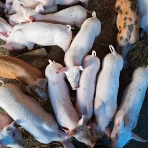 Prasad - thumbnail 1