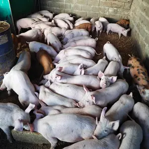 Prasad - thumbnail 2