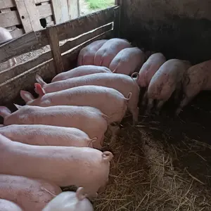 Prasad - thumbnail 1