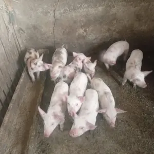 prasići - thumbnail 1